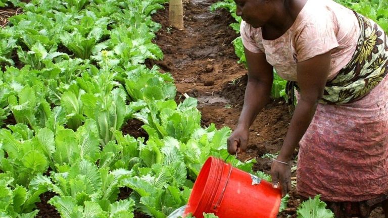 Article d&rsquo;exemple dans le processus de la suproduction de manioc au Nord-Kivu