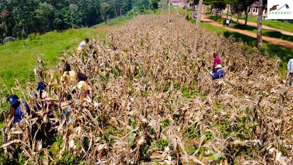 Butembo : la COOCENKI se félicite du succès prometteur pour la variété ZM627cultivée au site Horizon de l&rsquo;UCG  