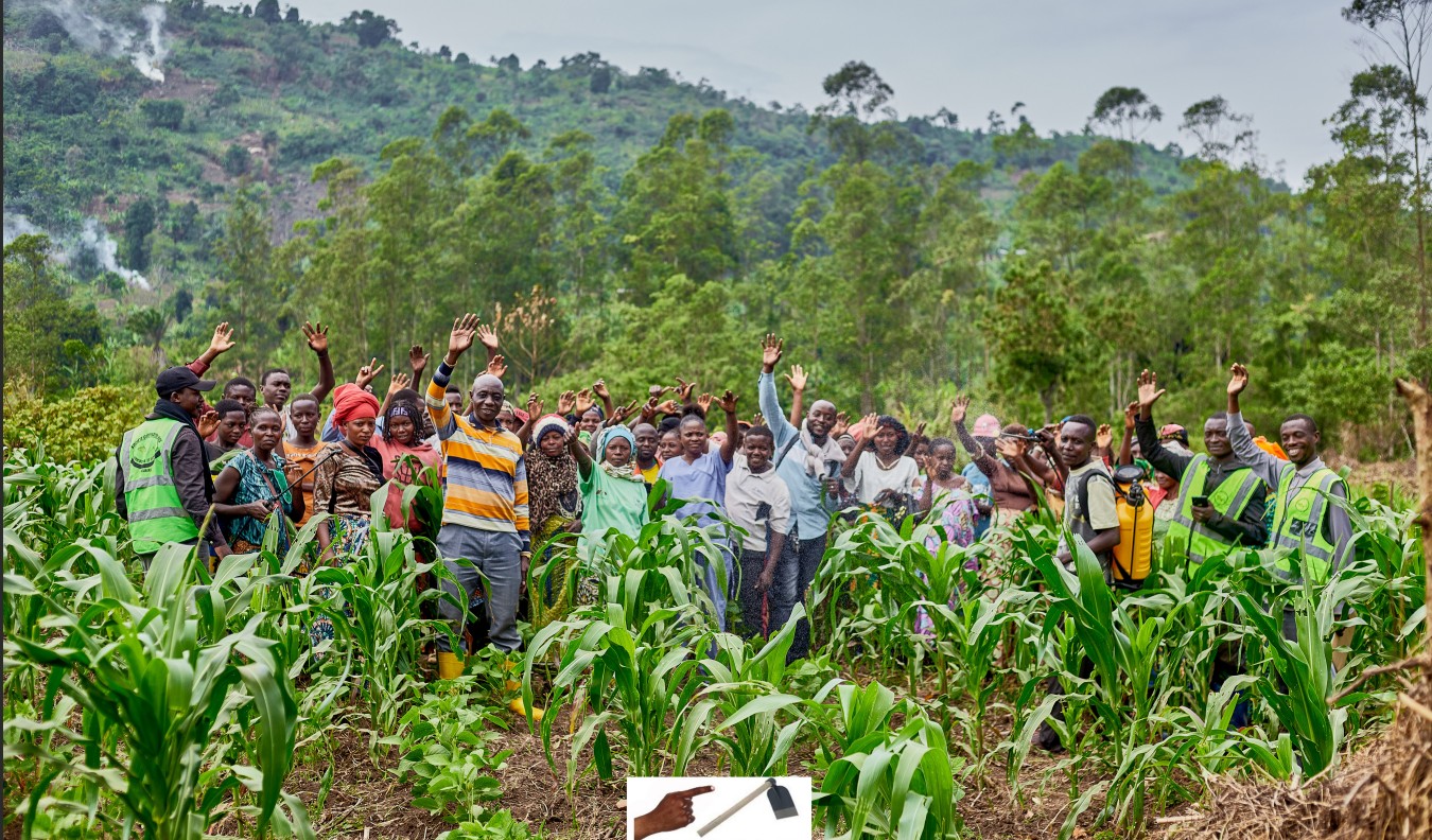 Nord-Kivu : à travers les Champs Écoles Paysans, le projet FORI renforce la lutte biologique contre les ravageurs du maïs, cas de chenille légionnaire d’automne